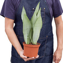 Load image into Gallery viewer, Snake Plant Moonshine
