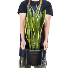 Load image into Gallery viewer, Snake Plant Laurentii - 10&quot; Pot
