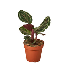 Load image into Gallery viewer, Calathea Roseopicta &#39;Medallion&#39;
