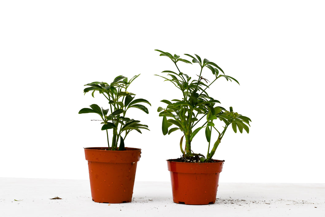 2 Different Schefflera Plants Variety Pack - 4