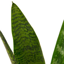 Load image into Gallery viewer, Snake Plant &#39;Zeylanica&#39;
