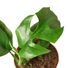 Load image into Gallery viewer, Philodendron Mini Monstera Minima

